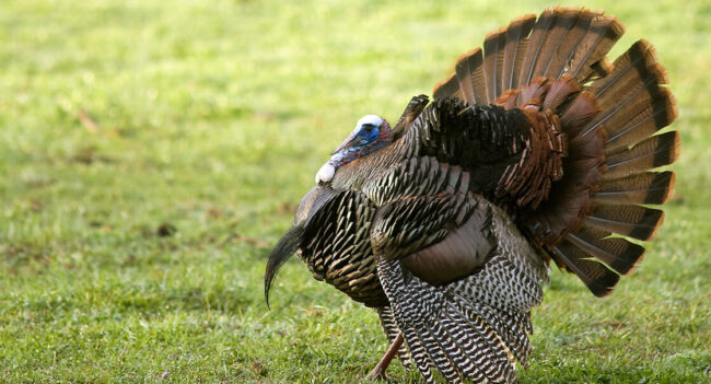 How Antibiotics Help Safeguard Food Supply Chains