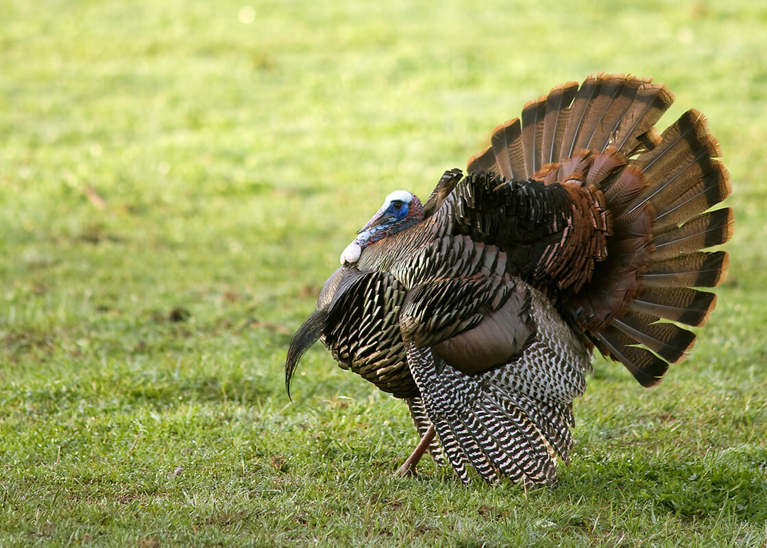 How Antibiotics Help Safeguard Food Supply Chains