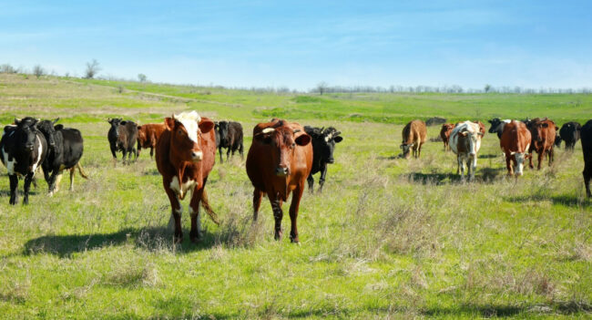 Herd of cattle standing in a green pasture under a blue sky