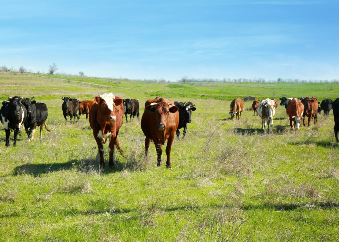 Herd of cattle standing in a green pasture under a blue sky
